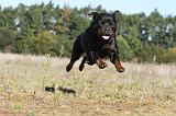 ROTTWEILER 119